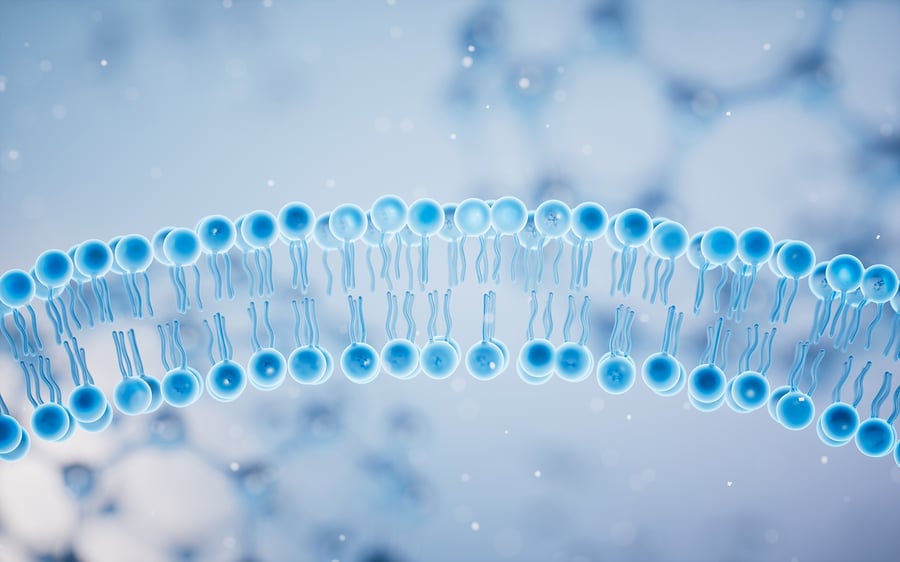 QCM-D membrane biophysics