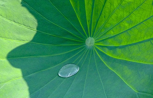 Superhydrophobic-surfaces-500