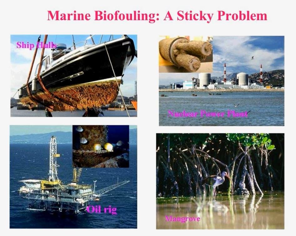 marine-biofouling