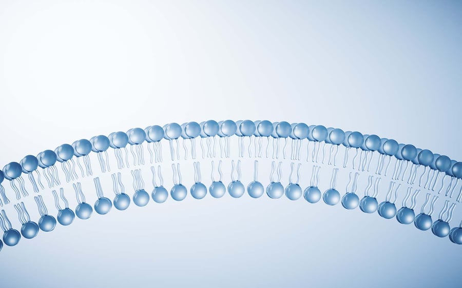 www.biolinscientific.comhubfsimagesBiolin ScientificBlogBiomembrane