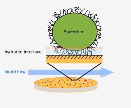 bacterial-adhesion.jpg